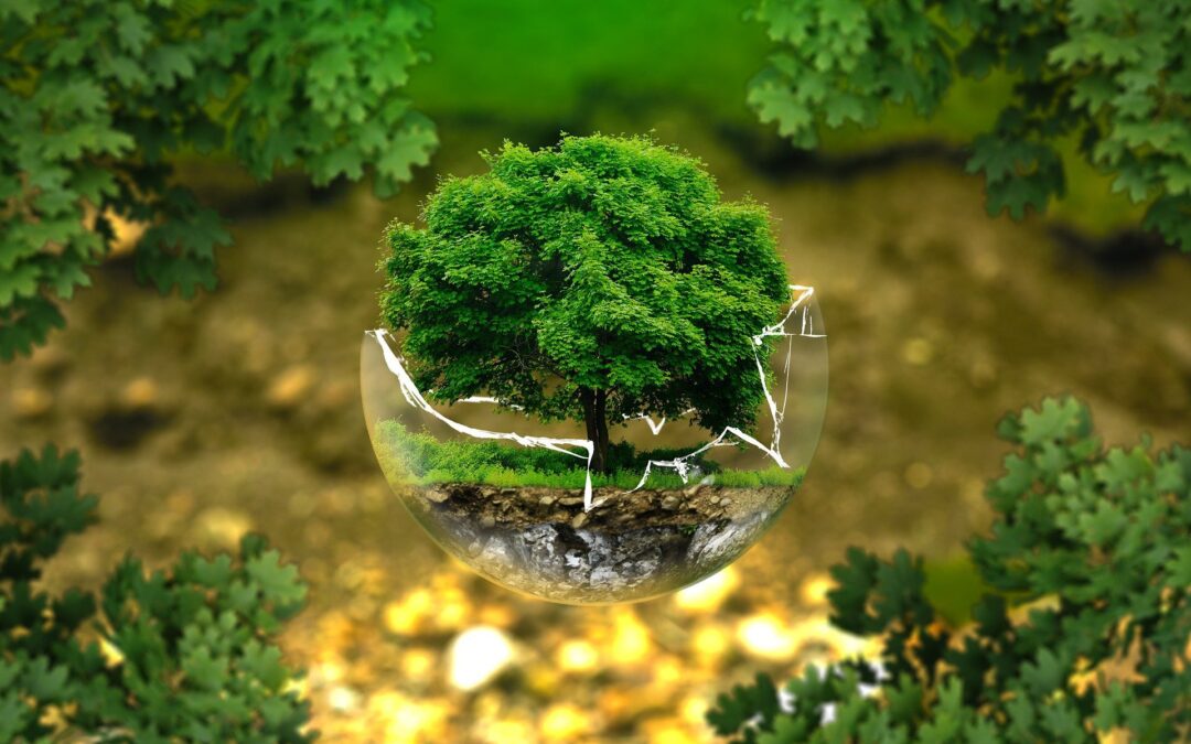 Bezzwrotne dofinansowanie dla firm – Kredyt Ekologiczny